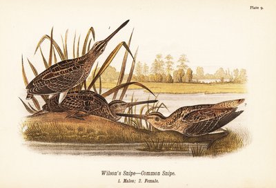 Wilson-Schnepfe oder Bekassine, Gallinago delicata, Männchen 1, Weibchen 2 von John James (after) Audubon
