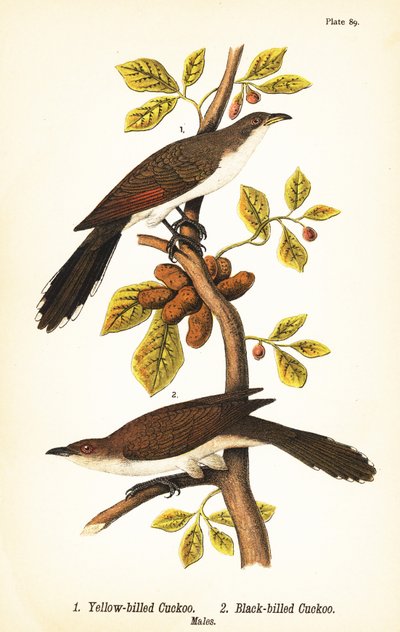 Gelbschnabelkuckuck, Coccyzus americanus 1, und Schwarzschnabelkuckuck, Coccyzus erythropthalmus 2, Männchen von John James (after) Audubon