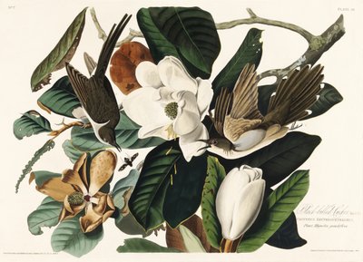 Schwarzschnabelkuckuck aus Birds of America (1827) von John James Audubon
