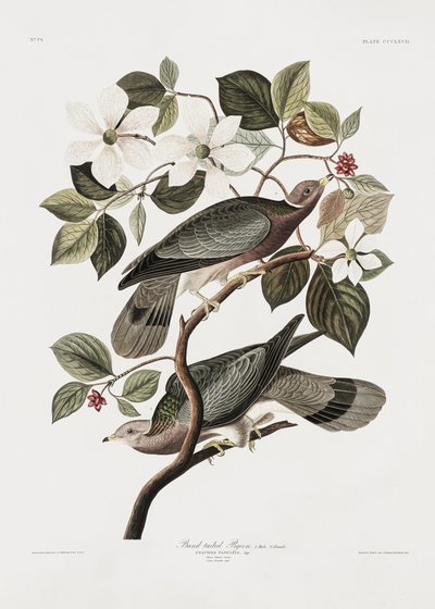 Brandtaube aus Birds of America (1827) von John James Audubon