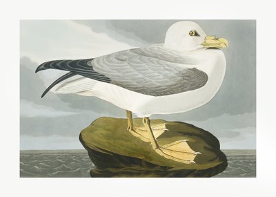 Sturmtaucher aus Birds of America (1827) von John James Audubon