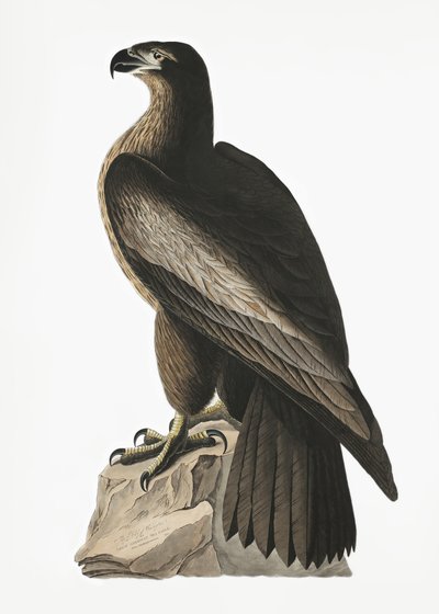 Großer amerikanischer Seeadler aus Birds of America (1827) von John James Audubon