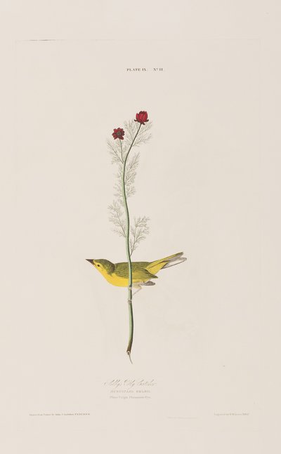Illustration aus 
