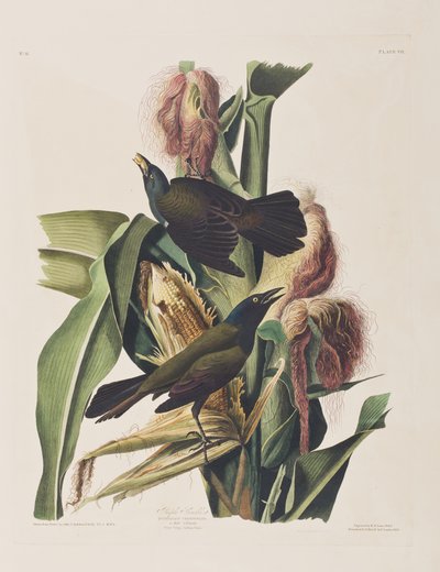 Illustration aus 