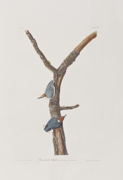 Illustration aus 