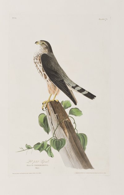 Illustration aus 