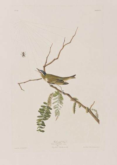 Illustration aus 