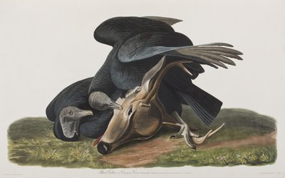 Illustration aus 