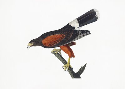 Louisiana-Habicht aus Birds of America (1827) von John James Audubon