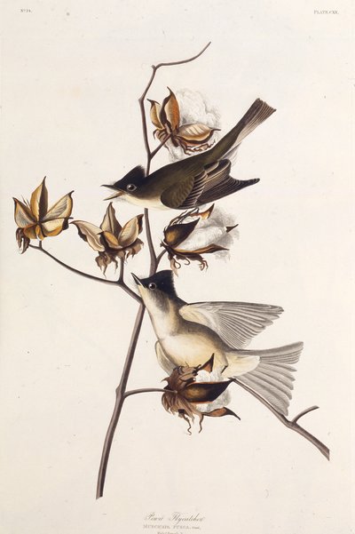Pewit Fliegenschnäpper. Aus Die Vögel Amerikas, 1827-1838 von John James Audubon