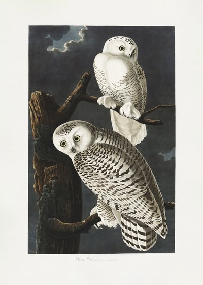 Schneeeule aus Birds of America (1827) von John James Audubon