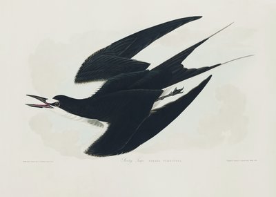 Rußseeschwalbe aus Birds of America (1827) von John James Audubon