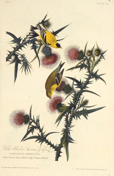 Der amerikanische Stieglitz. Aus Die Vögel Amerikas, 1827-1838 von John James Audubon
