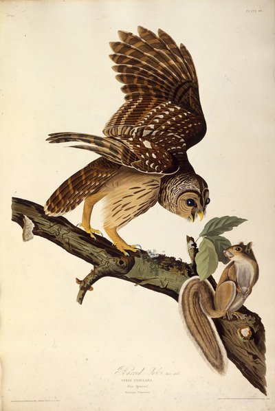 Die Streifenkauz. Aus Die Vögel Amerikas, 1827-1838 von John James Audubon