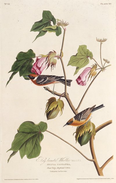 Der kastanienseitige Waldsänger. Aus Die Vögel Amerikas, 1827-1838 von John James Audubon