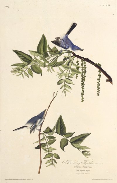 Der blau-graue Mückenfänger. Aus Die Vögel Amerikas, 1827-1838 von John James Audubon