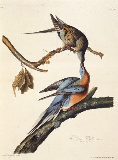 Die Wandertaube. Aus Die Vögel Amerikas, 1827-1838 von John James Audubon