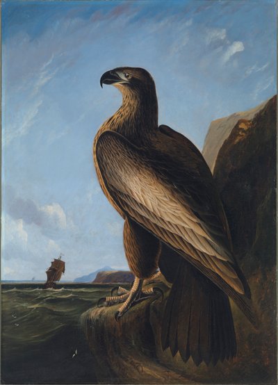 Washington-Seeadler, ca. 1836-1839 von John James Audubon