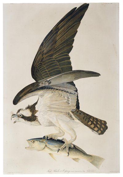 Fischadler oder Osprey, Lithographie von Julius Bien, 1860 von John James after Audubon