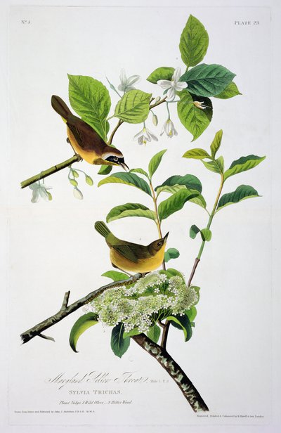 Maryland-Gelbkehlchen, aus Birds of America, graviert von Robert Havell (1793-1878) von John James after Audubon
