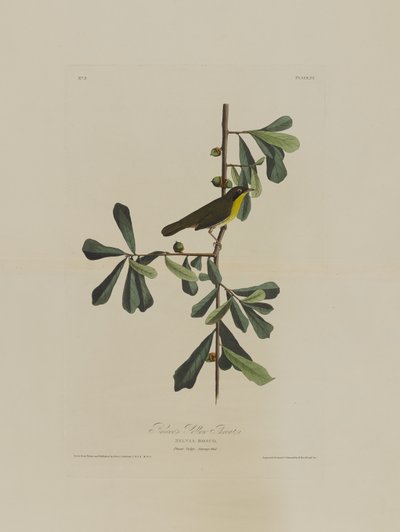 Roscoes Gelbkehlchen, aus Birds of America, graviert von Robert Havell (1793-1878) von John James after Audubon