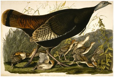 Wilder Truthahn, graviert von William Home Lizars (1788-1859) ca. 1827-32 von John James after Audubon