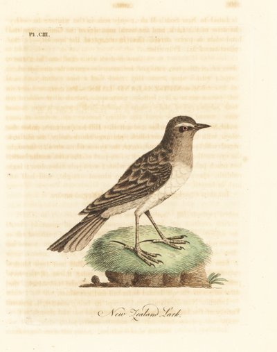 Australischer Pieper, Anthus novaeseelandiae (Neuseelandlerche, Alauda novae zealandiae) von John Latham