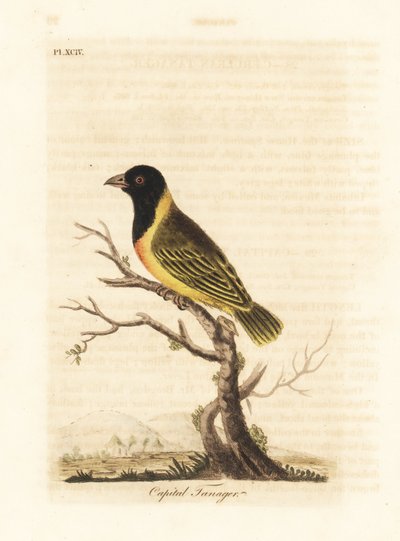 Schwarzkopf-Gelbkragenweber, Ploceus melanocephalus capitalis (Capital Tangare, Tanagra capitalis). Handkolorierte Kupferplatte gezeichnet und graviert von John Latham aus seiner eigenen A General History of Birds, Winchester von John Latham