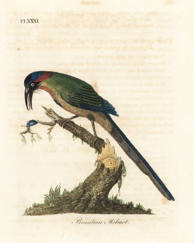 Blaukrone-Motmot, Momotus momota (Brasilianischer Motmot, Momotus brasiliensis). Handkolorierte Kupferplatte gezeichnet und graviert von John Latham aus seiner eigenen A General History of Birds, Winchester von John Latham