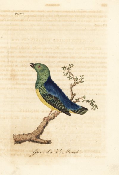 Blaugenick-Chlorophonia, Chlorophonia cyanea (Grünkopf-Manakin, heimisch in Südamerika). Handkolorierter Kupferstich gezeichnet und graviert von John Latham aus seiner eigenen 