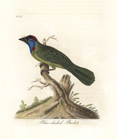 Blaukehl- oder Bergbartvogel, Psilopogon asiaticus. (Blauwangen-Bartvogel, Trogon asiaticus). Handkolorierte Kupferplatte gezeichnet und graviert von John Latham aus seiner eigenen A General History of Birds, Winchester von John Latham