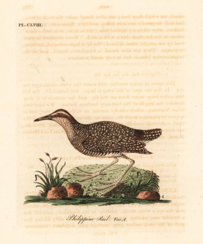 Bindenralle, Gallirallus philippensis (Philippinenralle, Rallus philippensis) von John Latham