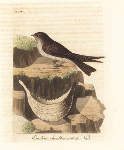 Essbare-Nestsalangane, Aerodramus fuciphagus, und Nest aus Speichel, verwendet in der Schwalbennestsuppe. Handkolorierte Kupferstichzeichnung und -gravur von John Latham aus seiner eigenen A General History of Birds, Winchester von John Latham
