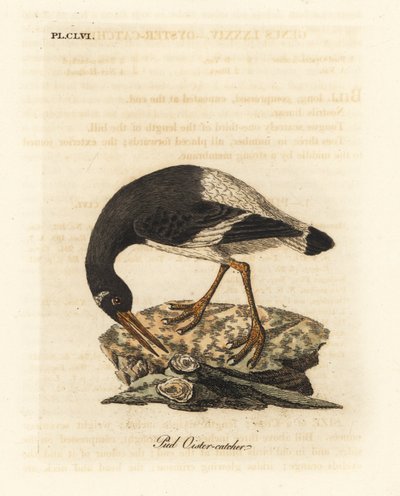 Eurasischer oder Fuß-Austernfischer, Haematopus ostralegus. Handkolorierte Kupferplatte gezeichnet und graviert von John Latham aus seiner eigenen A General History of Birds, Winchester von John Latham