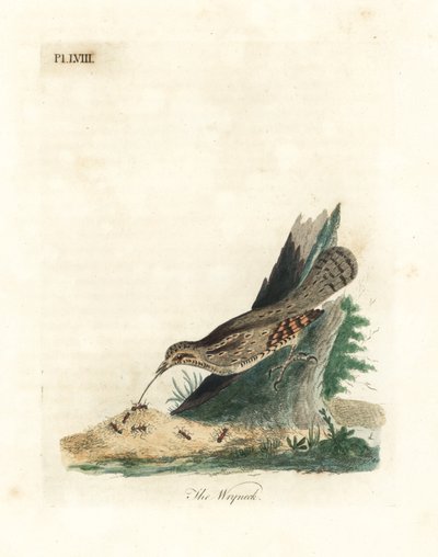 Wendehals, Jynx torquilla. Handkolorierte Kupferstichzeichnung und -gravur von John Latham aus seiner eigenen A General History of Birds, Winchester von John Latham