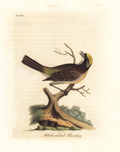 Goldkronensperling, Zonotrichia atricapilla (Schwarzkronsperling, Emberiza atricapilla). Handkolorierte Kupferplatte gezeichnet und graviert von John Latham aus seiner eigenen A General History of Birds, Winchester von John Latham
