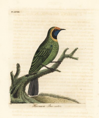 Goldstirnblattvogel, Chloropsis aurifrons. (Hurruwa-Bienenfresser, Indien.) Handkolorierte Kupferplatte gezeichnet und graviert von John Latham aus seiner eigenen A General History of Birds, Winchester von John Latham