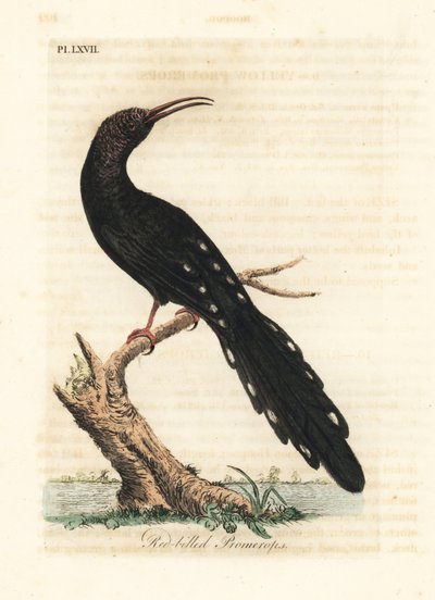 Grüner Baumhopf, Phoeniculus purpureus (Rotbilled Promerops, Upupa erythrorynchos). Handkolorierte Kupferplatte gezeichnet und graviert von John Latham aus seiner eigenen 