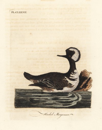 Kapuzen-Säger, Lophodytes cucullatus (Mergus cucullatus). Handkolorierte Kupferplatte gezeichnet und graviert von John Latham aus seiner eigenen A General History of Birds, Winchester von John Latham
