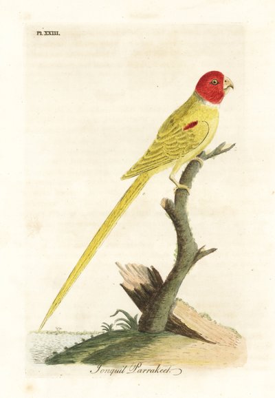 Olivschulterpapagei, Aprosmictus daffodil. Handkolorierte Kupferstichzeichnung und -gravur von John Latham aus seiner eigenen A General History of Birds, Winchester von John Latham