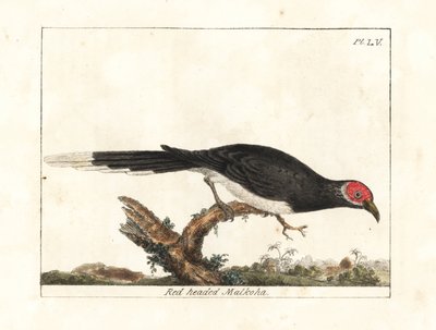 Rotgesicht-Malkoha, Phaenicophaeus pyrrhocephalus. Handkolorierte Kupferstichzeichnung und -gravur von John Latham aus seiner eigenen A General History of Birds, Winchester von John Latham
