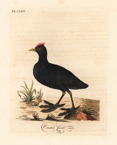 Rotknopf-Blesshuhn oder Kammblesshuhn, Fulica cristata. Handkolorierte Kupferplatte gezeichnet und graviert von John Latham aus seiner eigenen A General History of Birds, Winchester von John Latham