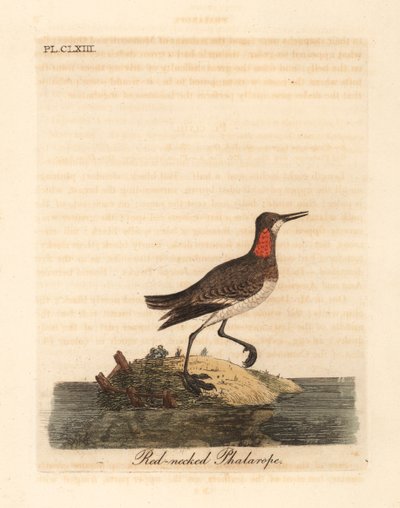 Odinshühnchen, Phalaropus lobatus. Handkolorierte Kupferstichzeichnung und -gravur von John Latham aus seiner eigenen A General History of Birds, Winchester von John Latham