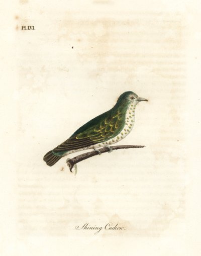 Glänzender Bronzekuckuck, Chrysococcyx lucidus. Handkolorierte Kupferplatte gezeichnet und graviert von John Latham aus seiner eigenen 