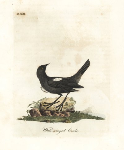 Weißschultertangare, Tachyphonus luctuosus (Weißflügelpirol, Oriolus leucopterus). Handkolorierte Kupferplatte gezeichnet und graviert von John Latham aus seiner eigenen A General History of Birds, Winchester von John Latham