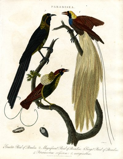 Paradiesvögel (Paradisea) von John Pass