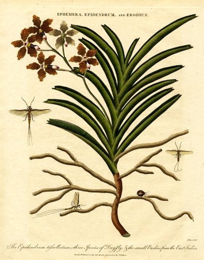 Epidendrum; Ephemera; und Erodius von John Pass
