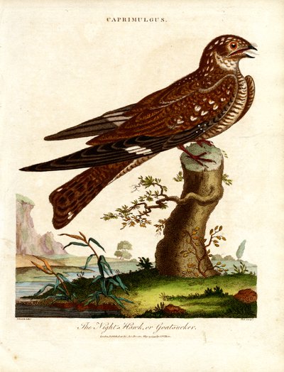 Nachtschwalbe (Caprimulgus) von John Pass