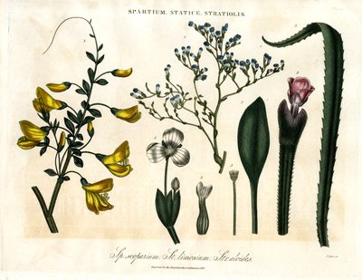 Spartium; Statice und Stratiolis von John Pass