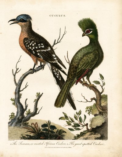 Der Turako und der Große Fleckenkuckuck von John Pass